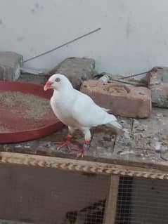 Danish, Gobra, Meem pigeon available for sale 0