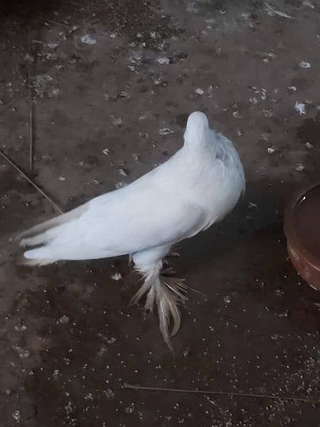 Danish, Gobra, Meem pigeon available for sale 4