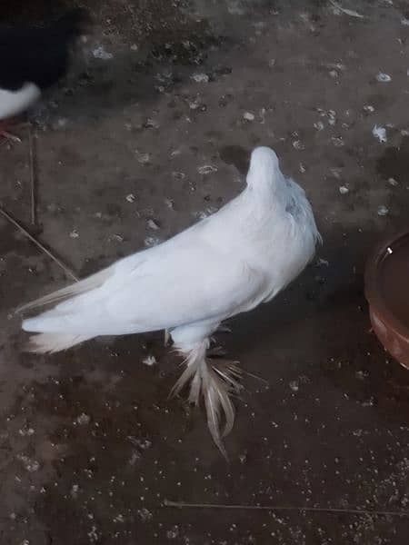 Danish, Gobra, Meem pigeon available for sale 5