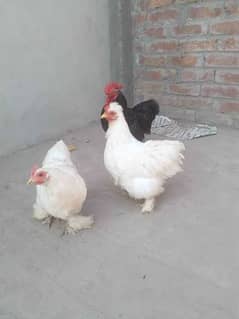 black male & white female bentum pair  for sell with free eggs