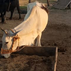 Cow for Quarbani