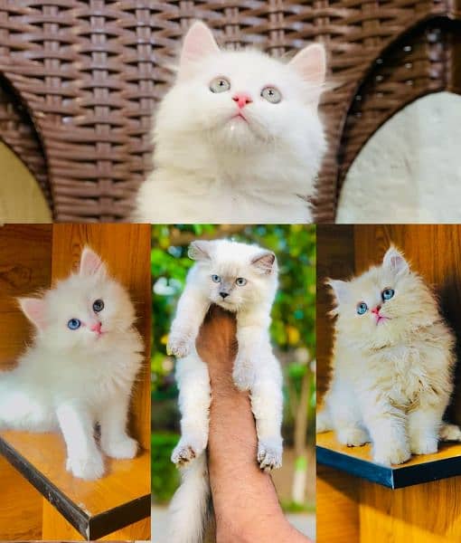 Persian Punch face triple coat cat Kitten 3
