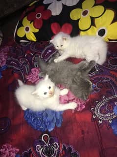 persions kittens triple coted 3 males