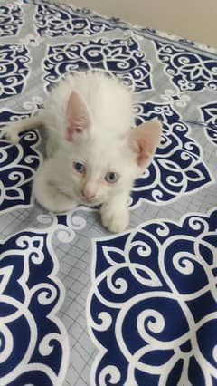 female persian kitten available for sale
