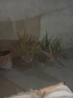 selling plant