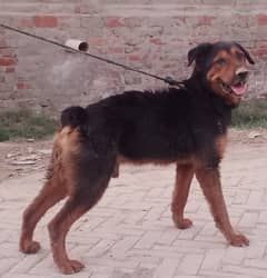 Rottweiler Dog for sale