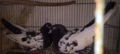 teddy rampori pigeon