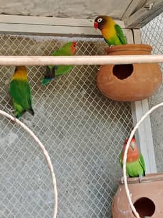 3 Pair Love Birds with cage