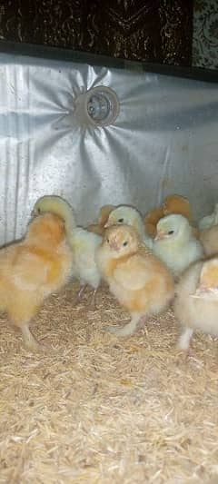 golden heavy chicks for sale