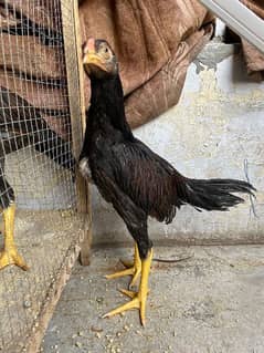 Amroha Aseel Male for sale