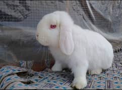 Holland lop male / punch face