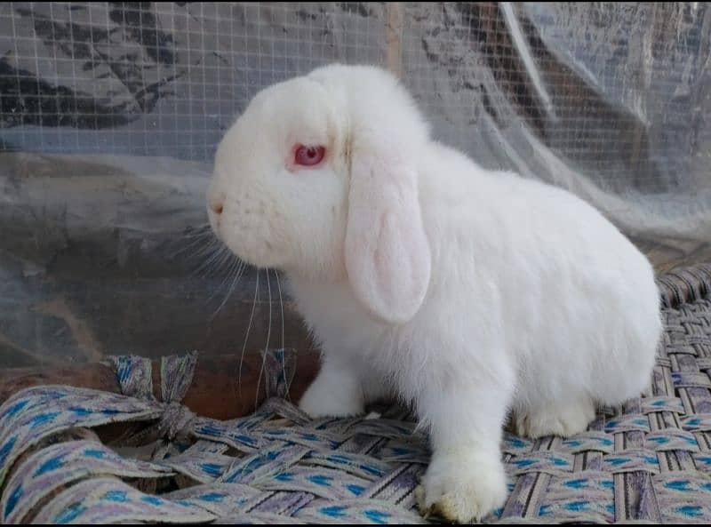 Holland lop male / punch face 0