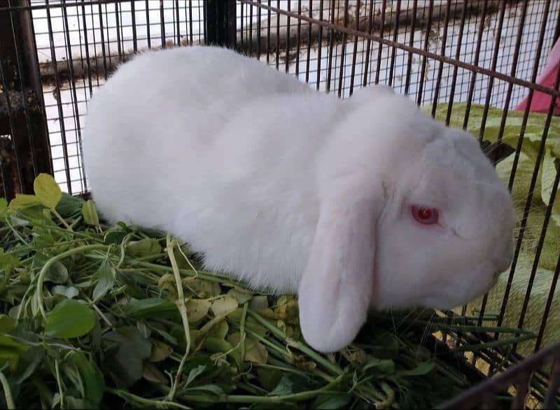 Holland lop male / punch face 1