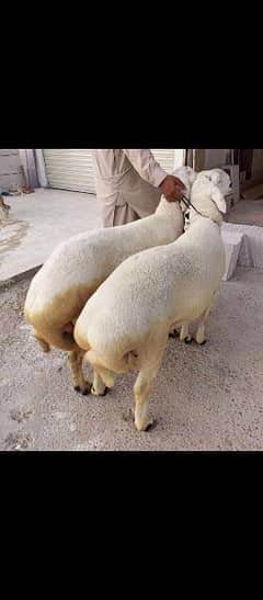 dumba chakki | sheep |