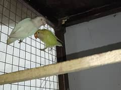 cremino decino  chicks and breeder pair