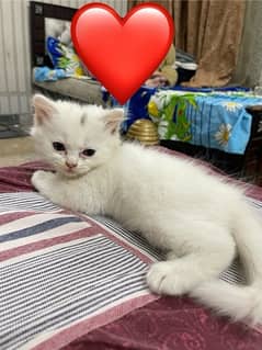 persian cats for sale triple coated