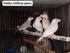 Java birds for sale 03217242445