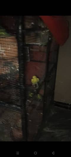 Big cage for sale and parrot for sale