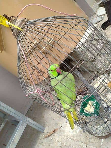 Green PARROT MITHO ko Male and Female 0