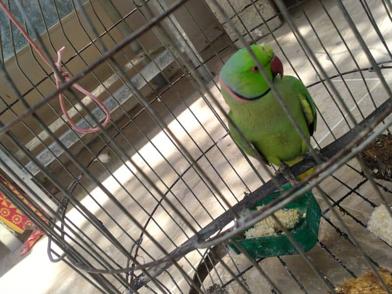 Green PARROT MITHO ko Male and Female 1