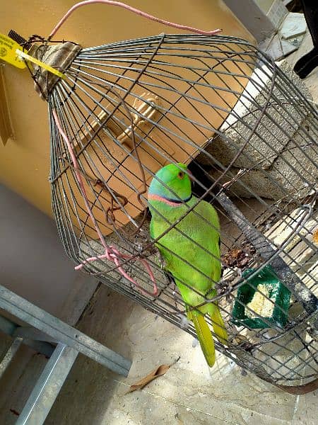 Green PARROT MITHO ko Male and Female 2