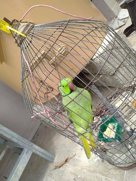 Green PARROT MITHO ko Male and Female 3