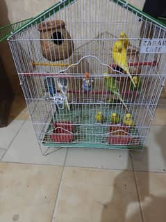 6 pairs Australian parrot available with cage. fee parrot 500 hundrd