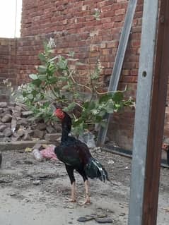 Pure Lasani Aseel pair for sale 1 year old