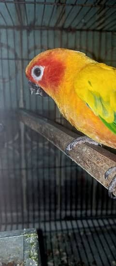 Sun conure male