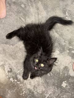 Black kitten triple coated