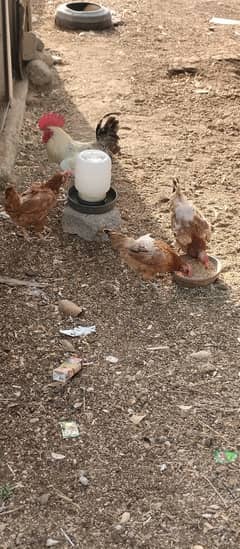 Hens for sale.