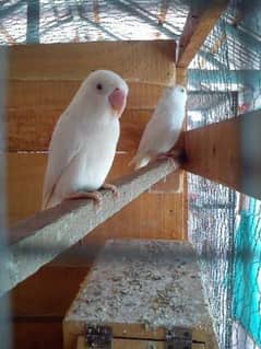 Albino Red and Albino Black Eye Split Red Eye