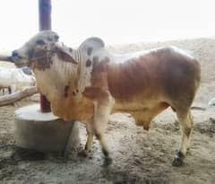 qurbani ka janwar for sale | janwar | bacha | bachra | cow