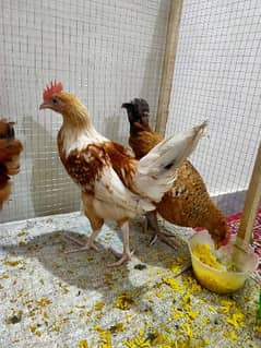 hens and cage for sale urgent