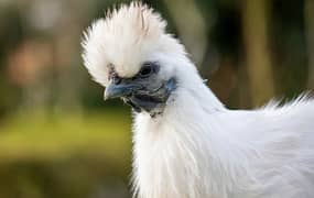 White silkie chicks for sale