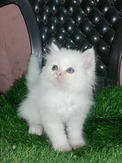 full fur Persian cat