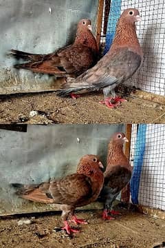 fancy and flying pigeon . . . red full add. . 03201447384