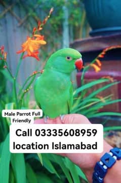 3 Months Hand Tamed Friendly Green Ring Neck Male Parrot Jumbo Size