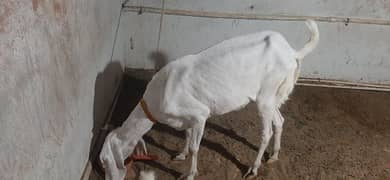 For Sale Female goat bari hai