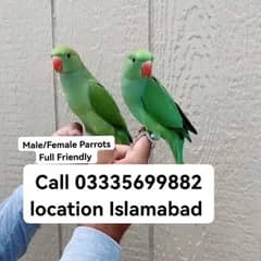 Single 5500 Hand Tamed Friendly Green Ring Neck Parrot's Male/Female