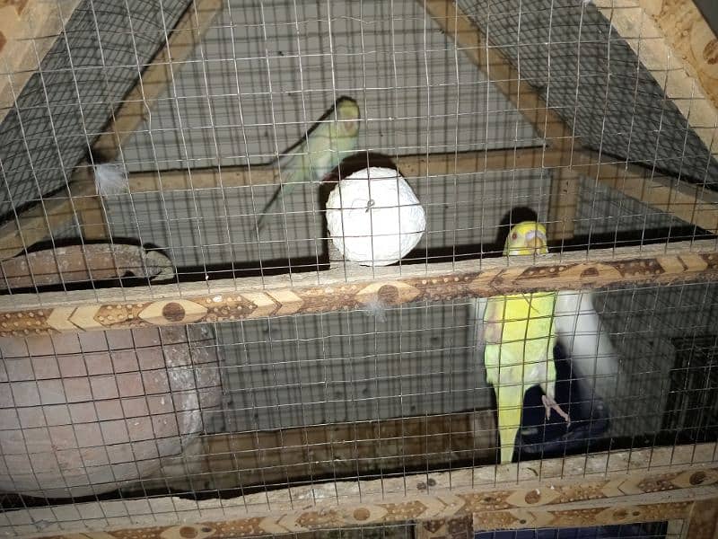 Australian Parrots colony Black and Red eye Breeder pair 6