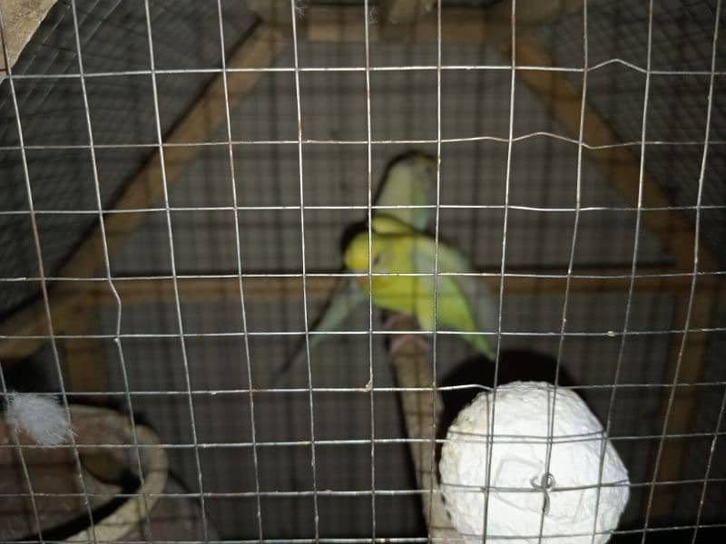 Australian Parrots colony Black and Red eye Breeder pair 8