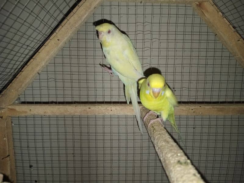 Australian Parrots colony Black and Red eye Breeder pair 9
