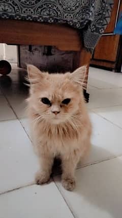 Light Brown Persian Kitty Cat