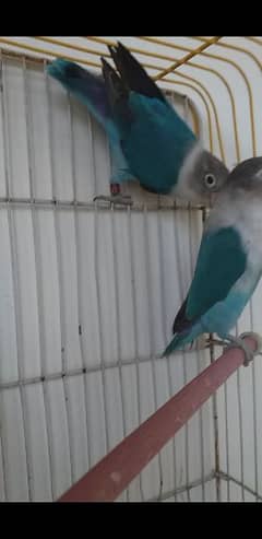 Lovebirds Pair with Cage