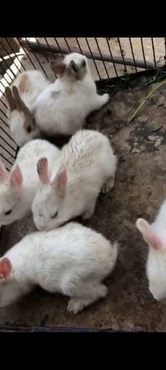 Red eyes rabbits for sale