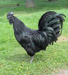 Ayam Cemani of all ages