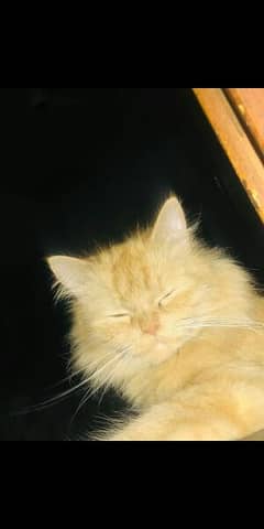 03064289603 Contact me Persian healthy  Breader brown  cat for sale 0