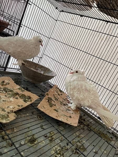 fancy pigeon pair frillback , mukhi , fantail, red tail , jecobin 2