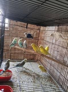 budgies, finch, love birds, java for sale